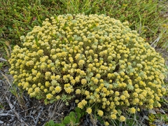 Helichrysum asperum comosum