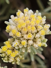 Helichrysum asperum comosum