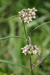 Asclepias concinna