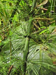 Equisetum myriochaetum