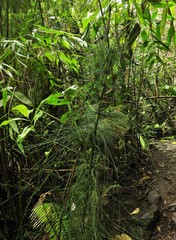 Equisetum myriochaetum
