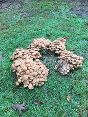 Desarmillaria caespitosa image