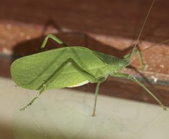 Mastighaphoides haffneri