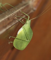 Mastighaphoides haffneri