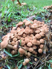 Desarmillaria caespitosa image