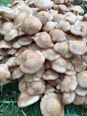 Desarmillaria caespitosa image