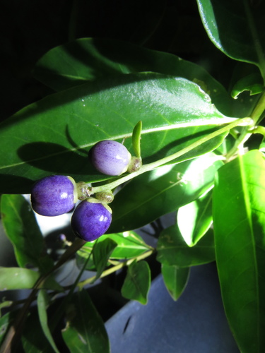 Image of Cestrum diurnum by (c) Ben Machado, some rights reserved (CC BY)