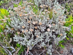 Achyranthemum argenteum