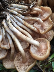 Desarmillaria caespitosa image