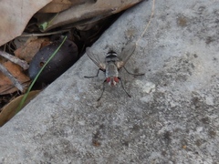 Microphthalma disjuncta