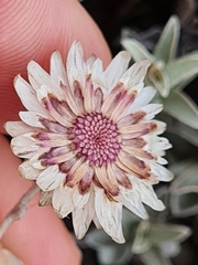 Achyranthemum argenteum