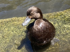 Aythya novaeseelandiae
