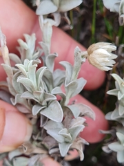 Achyranthemum argenteum