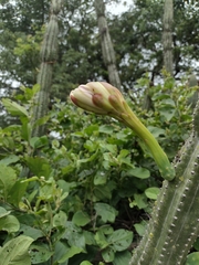 Cereus jamacaru calcirupicola
