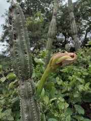 Cereus jamacaru calcirupicola