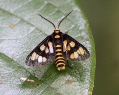 Eressa geographica