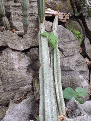 Cereus jamacaru calcirupicola