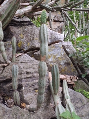Cereus jamacaru calcirupicola
