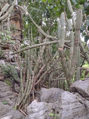 Cereus jamacaru calcirupicola