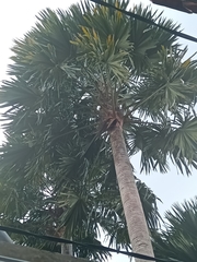 Saribus rotundifolius