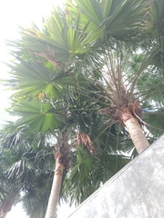 Saribus rotundifolius