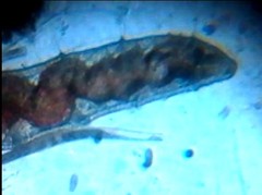 Nais variabilis
