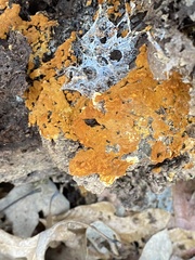 Botryobasidium aureum