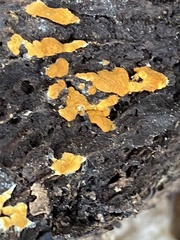 Botryobasidium aureum
