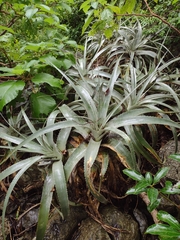 Encholirium luxor