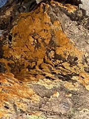 Botryobasidium aureum