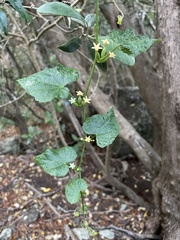 Zehneria baueriana