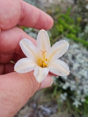 Cyrtanthus loddigesianus