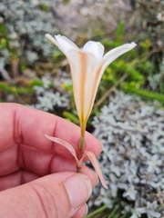 Cyrtanthus loddigesianus