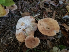 Hypomyces armeniacus