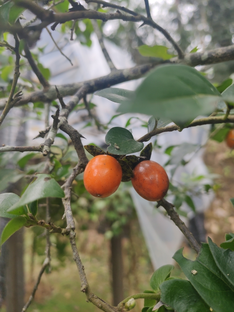 Diospyros armata (Diospyros armata)