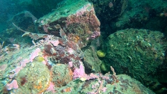 Hemilepidotus hemilepidotus