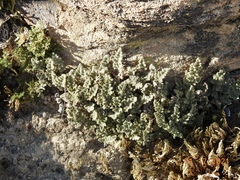 Myriopteris parryi image