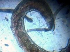 Nais variabilis