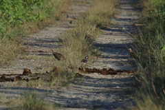 Ortygornis gularis