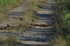 Ortygornis gularis