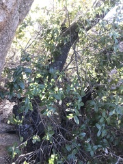 Quercus peninsularis