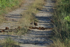 Ortygornis gularis