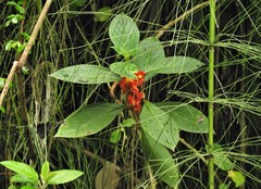 Glossoloma ichthyoderma