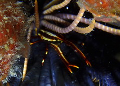 Allogalathea elegans