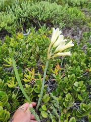 Cyrtanthus loddigesianus