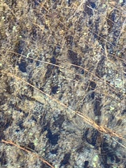 Lepidomeda albivallis