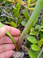 Cyrtanthus loddigesianus