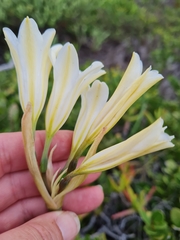 Cyrtanthus loddigesianus