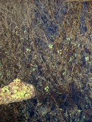 Lepidomeda albivallis