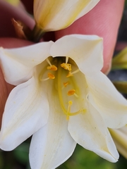 Cyrtanthus loddigesianus